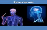 Sistema Nervoso. O sistema nervoso é responsável pelo ajustamento do organismo ao ambiente. Sua função é perceber e identificar as condições ambientais.