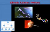 Divisão Celular: Meiose. Meiose  Tipo de divisão celular em que uma célula mãe diplóide (2n), com cromossomos duplos, origina através de duas divisões.