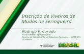 Inscrição de Viveiros de Mudas de Seringueira Rodrigo F. Curado Fiscal Federal Agropecuário Serviço de Fiscalização de Insumos Agrícolas – SEFIA/SFA-GO/MAPA.