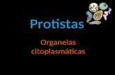 Protistas Organelas citoplasmáticas. Protistas Os protozoários e algas unicelulares permaneceram no nível de organização unicelular, mas evoluíram ao.