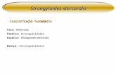 Strongyloides stercoralis CLASSIFICAÇÃO TAXONÔMICA Filo: Nematoda Família: Strongyloididae Espécie: Strongyloides stercoralis Doença: Estrongiloidíase.