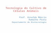 Tecnologia do Cultivo de Células Animais Prof. Arnaldo Márcio Ramalho Prata Departamento de Biotecnologia.