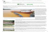 Rompimento de Barragem Piorou Situação Da Mata Ciliar Em Todo o Rio Doce - Gerais - Estado de Minas