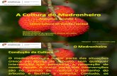 A Cultura Medronhonheiro DRAPcentro