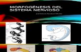 Morfogénesis Del Sistema Nervioso