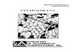 CULTIVO DE UVA.pdf