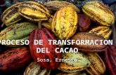 Procesamiento del Cacao