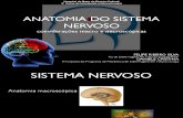 Anatomia Macro e Micro Do Sn PDF