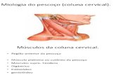 Miologia do pescoço.pdf