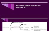 Morfologia Celular 2