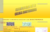 Estructura celula procariota.pdf