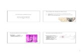 O Sistema Nervoso - PDF 2