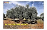 El Cultivo Del Olivo__Cajamar CV.2013