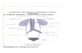 anatomia y fisiologia del riñon.docx