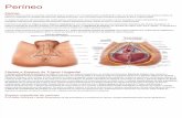 Resumo Anatomia Períneo (1)