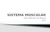 Sistema Muscular Embriologia