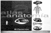 65715966 Medicina Anatomia Atlas Parramon