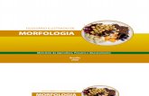 glossario ilustrado de morfologia botânica