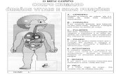 Corpo Orgaos e Sistemas Fichas de Estudo