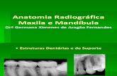 Anatomia_mandibula e Maxila