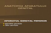 Anatomia Aparatului Genital