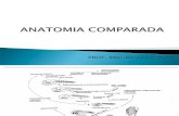 ANATOMIA COMPARADA 4