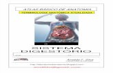 Biologia MOD. 3 - Sistema Digestorio