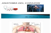 62614688 Anatomia Del Corazon