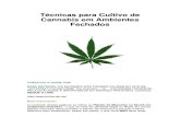 Técnicas para Cultivo de Cannabis em Ambientes Fechados