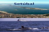 Apresentaçao Setubal