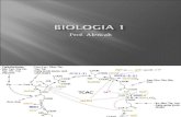 Biologia PPT - Aula 15 Respiração Celular
