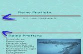 Biologia PPT - Reino Protista - Protozoários 1
