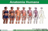Aula 03 anatomia e fisiologia do sistema tegumentar pele e anexos
