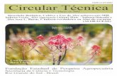 Descrição botânica, cultivo e uso de babosa-verde, babosa-listrada e babosa-verdadeira