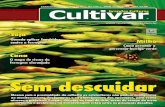 Grandes Culturas - Cultivar 141