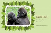 Gorilas - Tudo sobre Gorilas