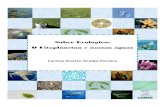 Saber Ecológico: O Fitoplâncton e nossas águas