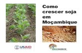 Como crescer soja em Moçambique