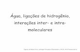 Água, ligações de hidrogênio, interações inter- e intra- moleculares