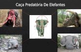 Caça predatória de elefantes