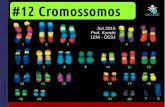1EM #12 Cromossomos