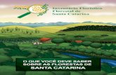 O Que você deve saber sobre as florestas de Santa Catarina.