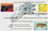 Carraças e pulgas na ilha do Porto Santo