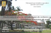3a-Morfologia- Metabolismo CN-Poda-16.pdf
