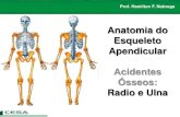 Aula 03   radiologia - anatomia do esqueleto apendicular - radio e ulna