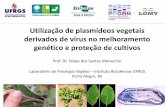 Utilização de plasmídeos vegetais derivados de vírus no ...
