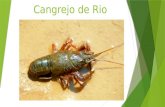 Cangrejo de Rio