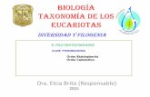 Taxonomía de los eucariotas diversidad y filogenia filo protocordados