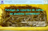 Patologia de camarões de cultivo: um problema sustentável?