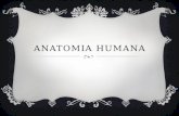 introduccion a la anatomia humana